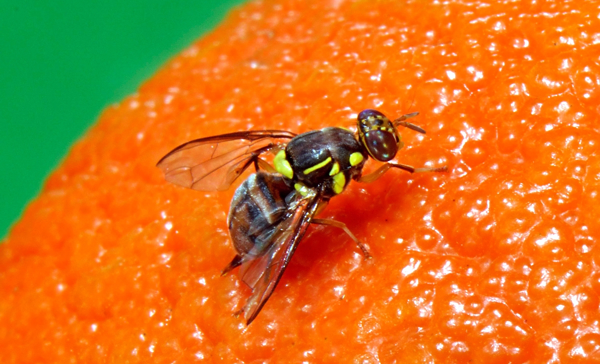 How to Get Rid of Fruit Flies, Once and For All
