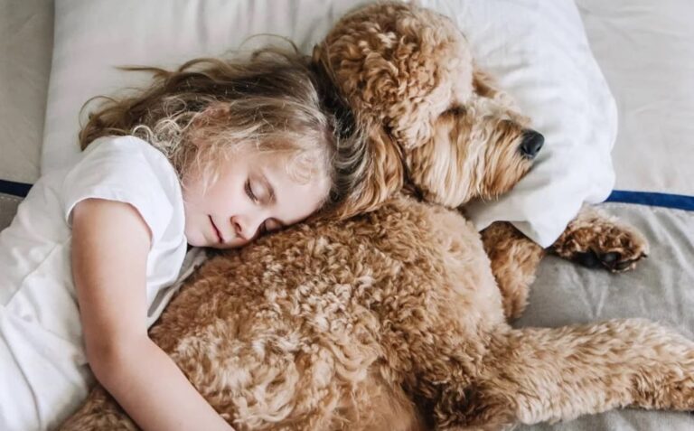 11 Reasons to Surprise your Daughter with a Goldendoodle Puppy