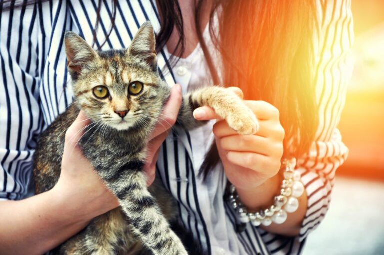 3 Tips For Advice For Adopting A Cat As A Single Parent – 2023 Guide