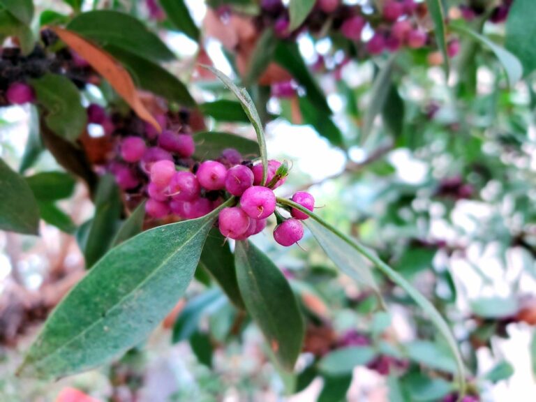 Discovering the Beauty and Benefits of Lilly Pilly Trees: Everything You Need to Know