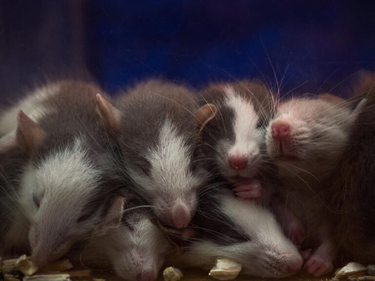Mouse Pest Control and Women Health: Understanding the Risks and Benefits of Extermination Methods for Female Residents