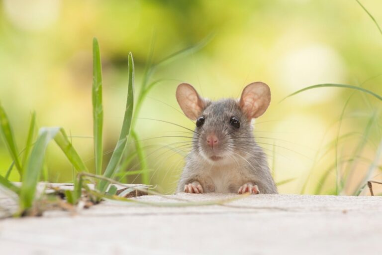 2023 Guide for Housewives: How to Keep Rats Out of Your Home for Good