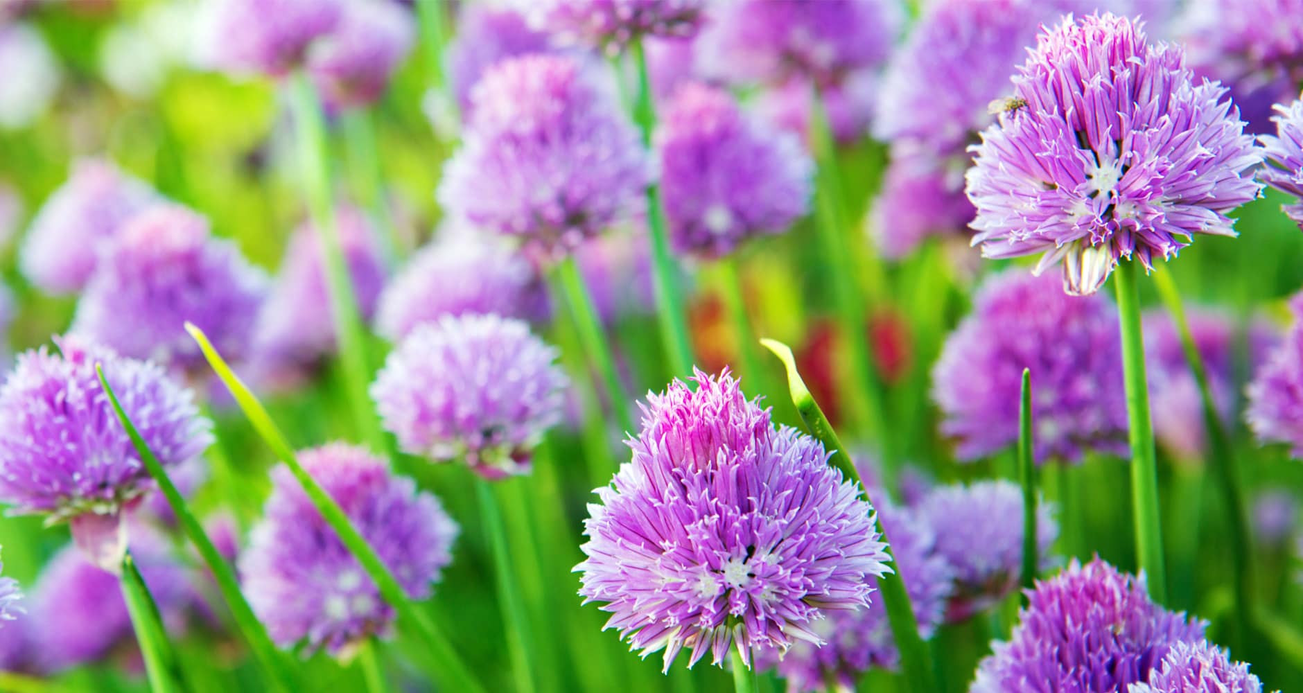 Edible Blossoms